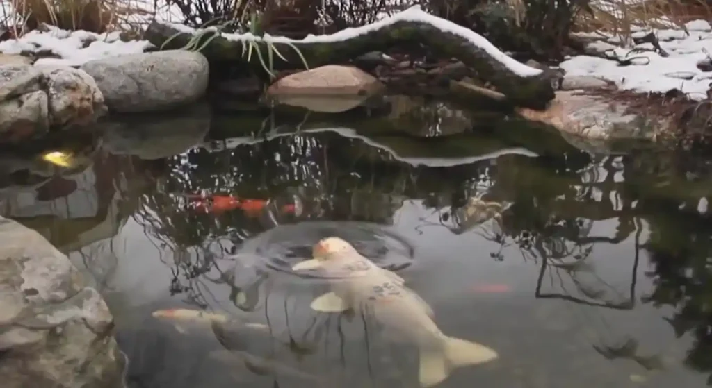 How to Add Fish to a Backyard Pond Safely 1 How to Add Fish to a Backyard Pond Safely