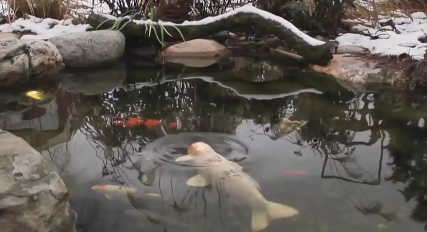 How to Add Fish to a Backyard Pond Safely
