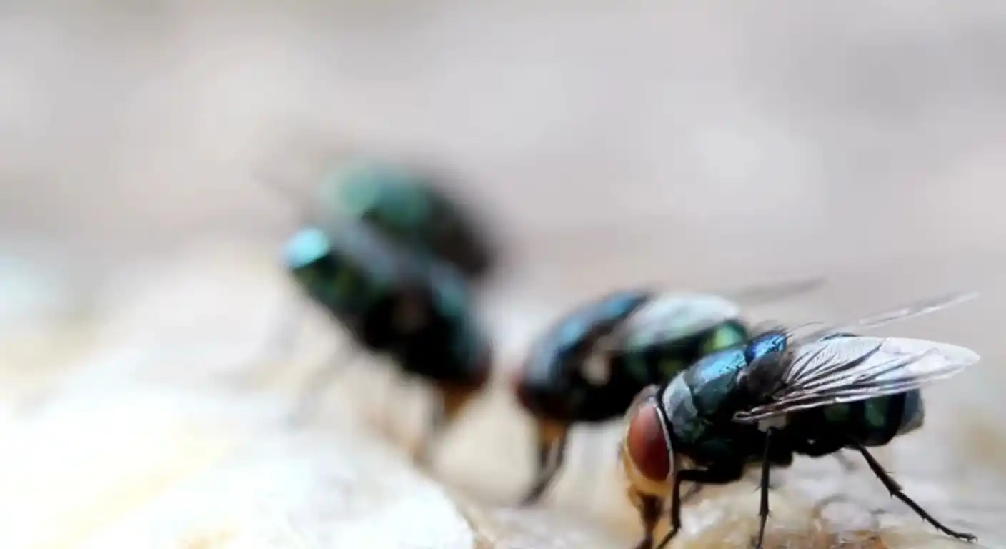 How to Get Rid of Flies in Backyard