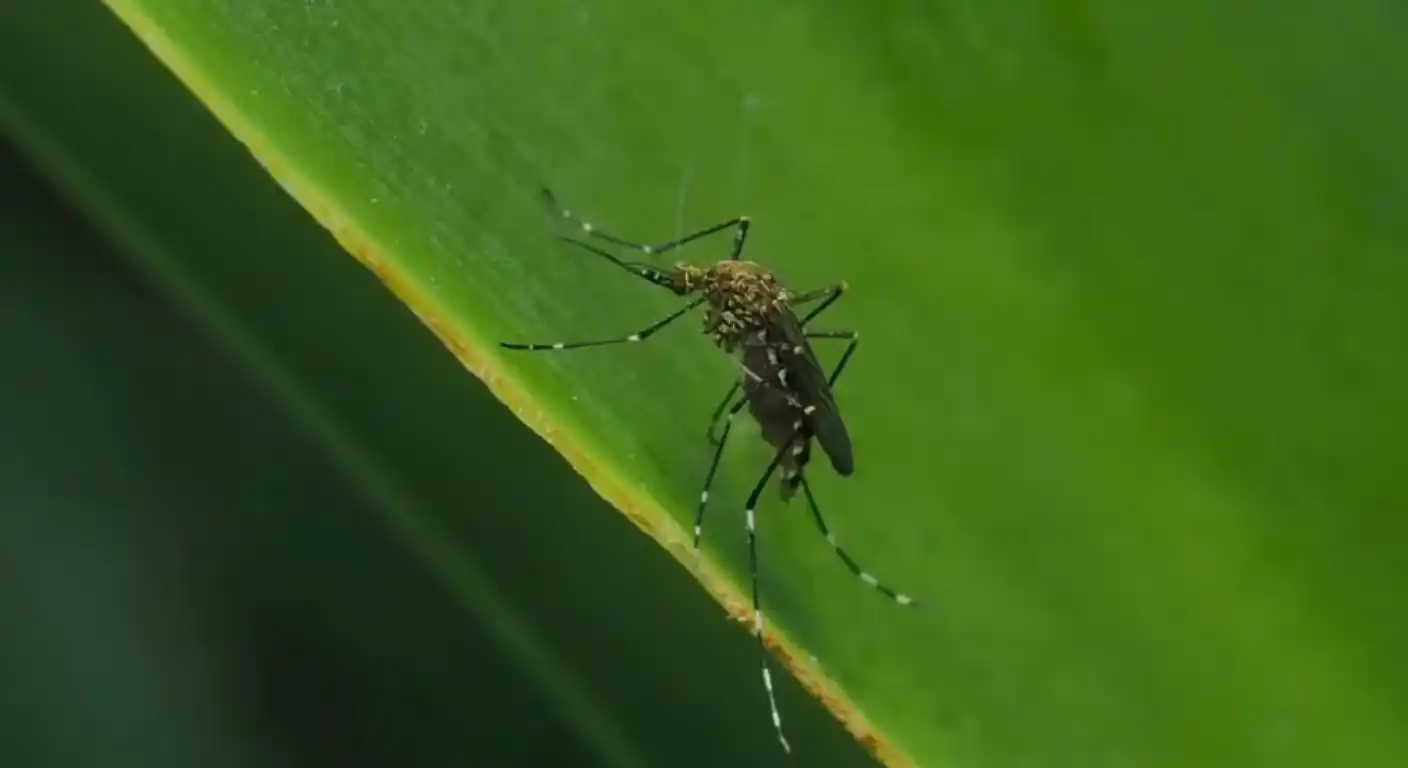 How to Get Rid of Mosquitoes in Backyard Naturally