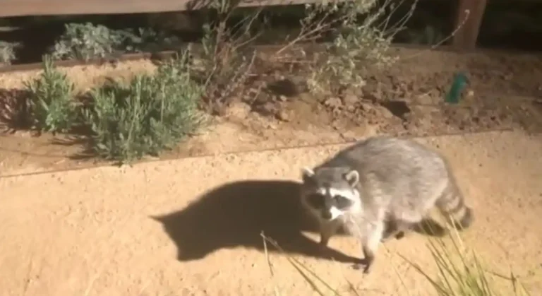 How to Get Rid of Raccoons in Backyard at Night