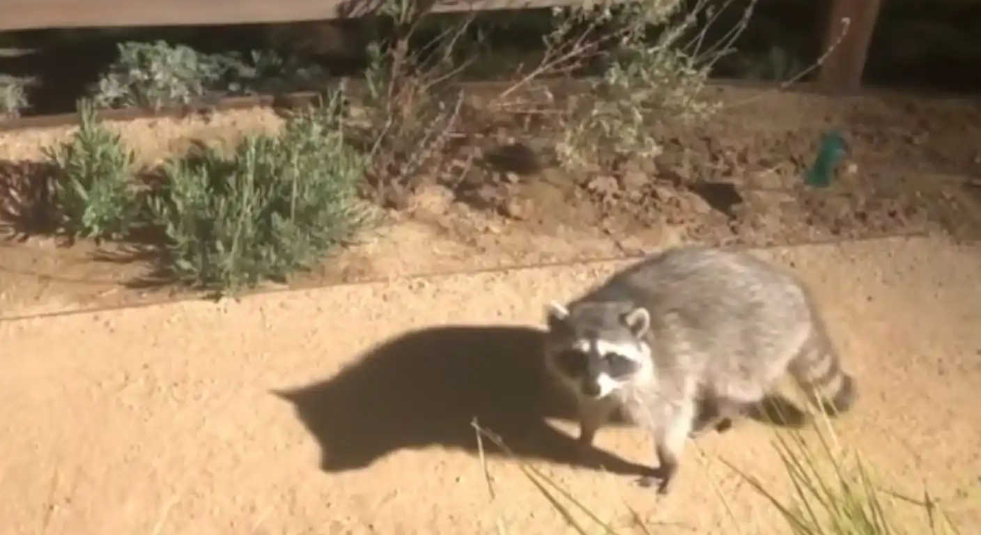 How to Get Rid of Raccoons in Backyard at Night